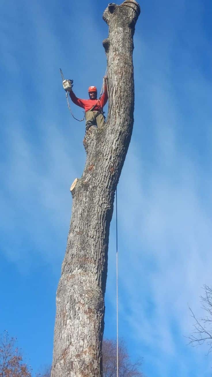 Greenland Tree Services team