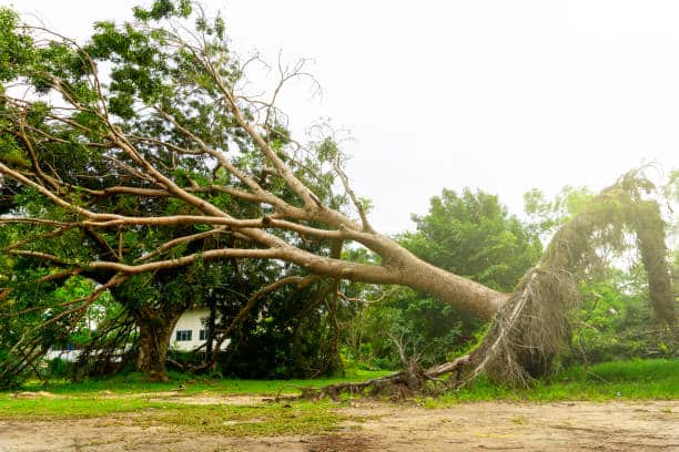 Land Clearing Dallas
