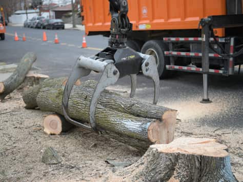 Tree Removal and Stump Grinding in Dallas