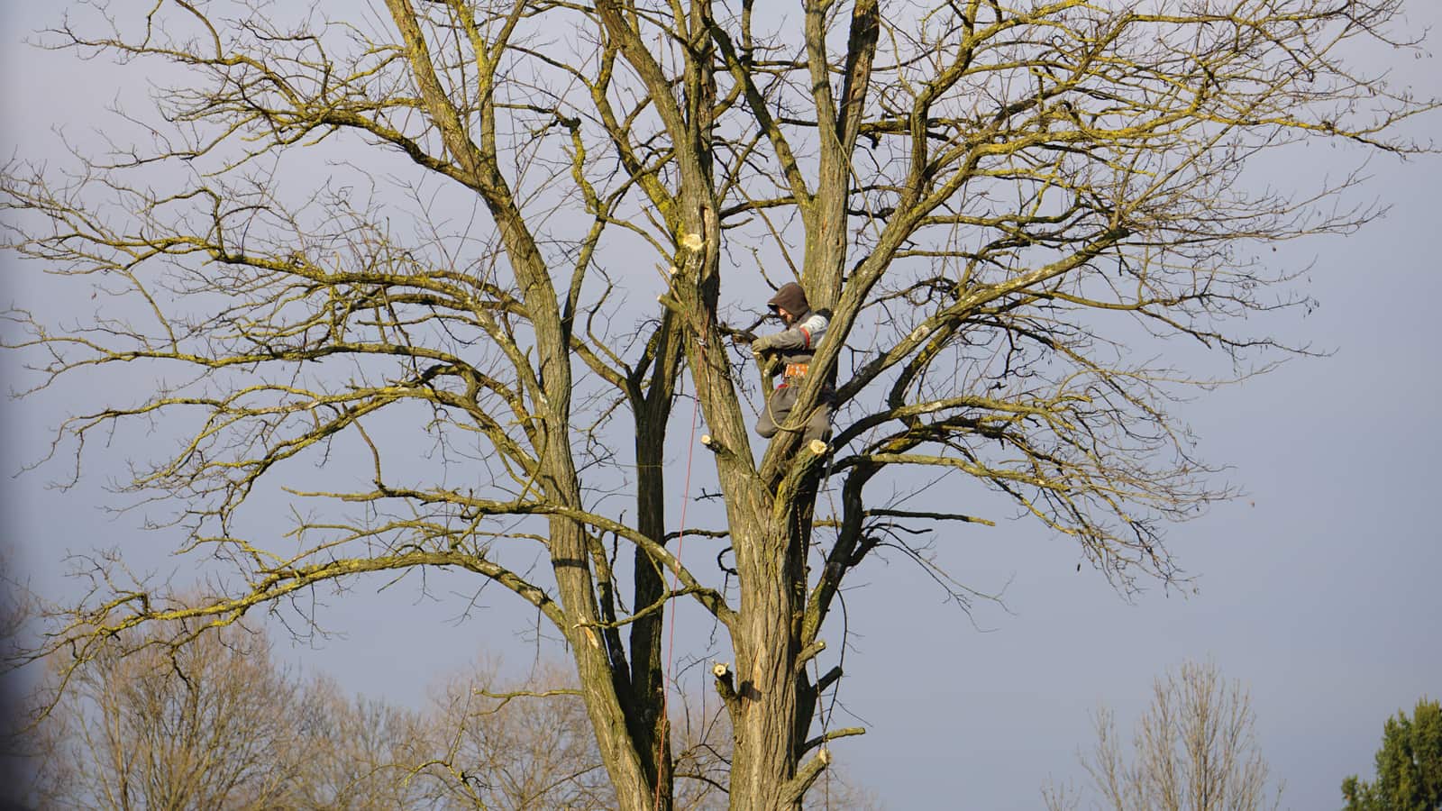 Tree Trimming in Dallas